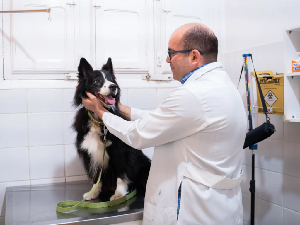 consulta-oncologia-veterinaria-pets-house-recife