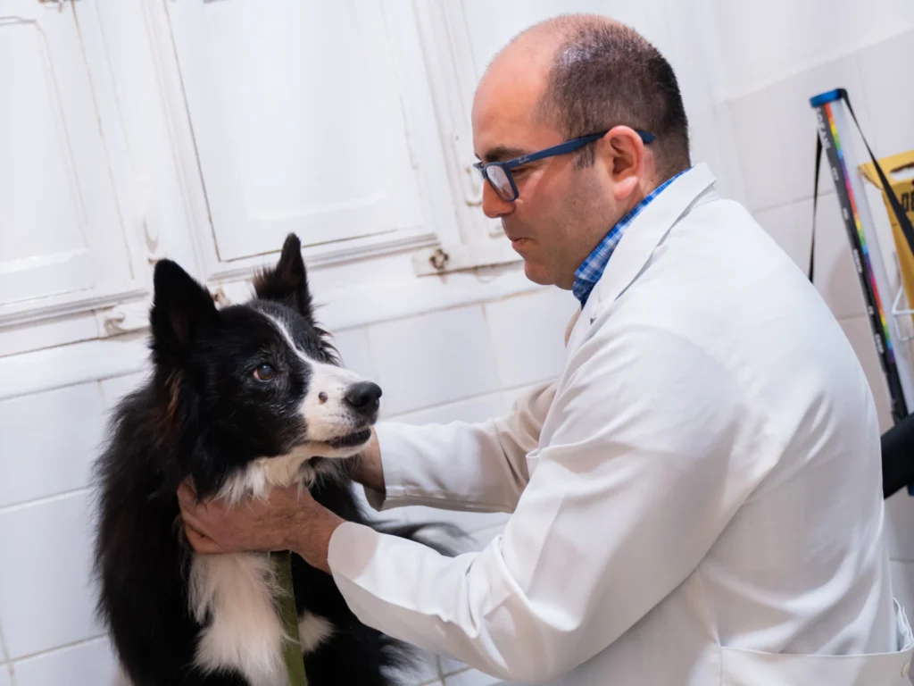 dr homero firmo examinando cachorro clínica pets house graças