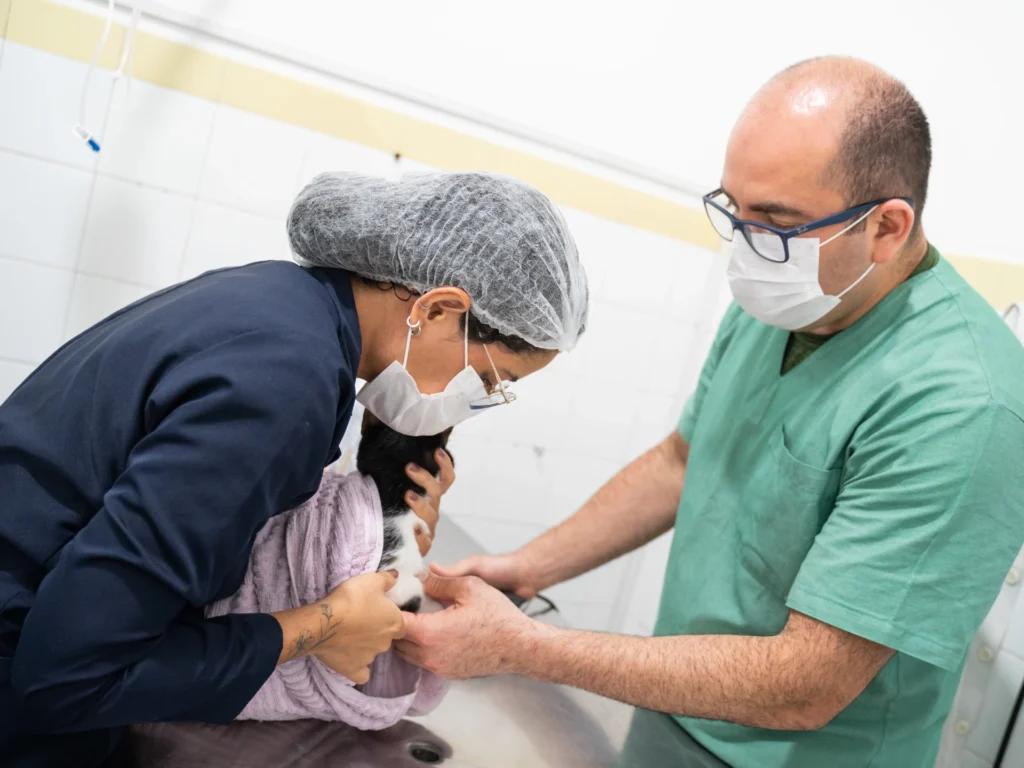 pets house dr homero gato após cirurgia bloco cirúrgico