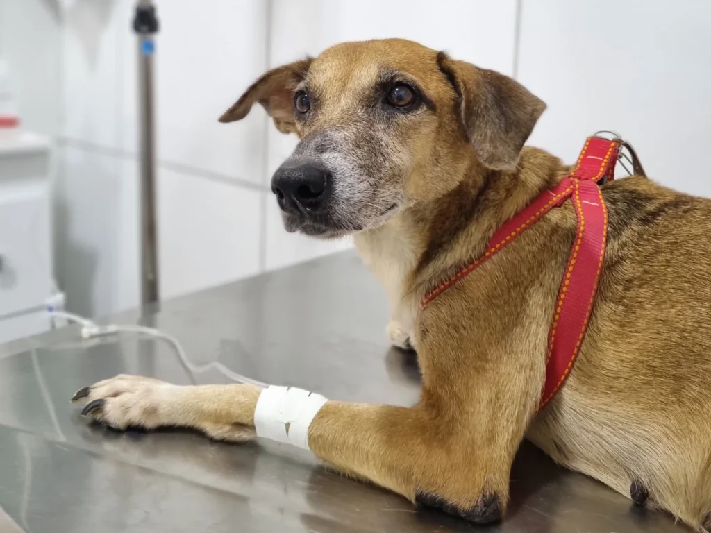 quimioterapia tratamento cachorro pets house