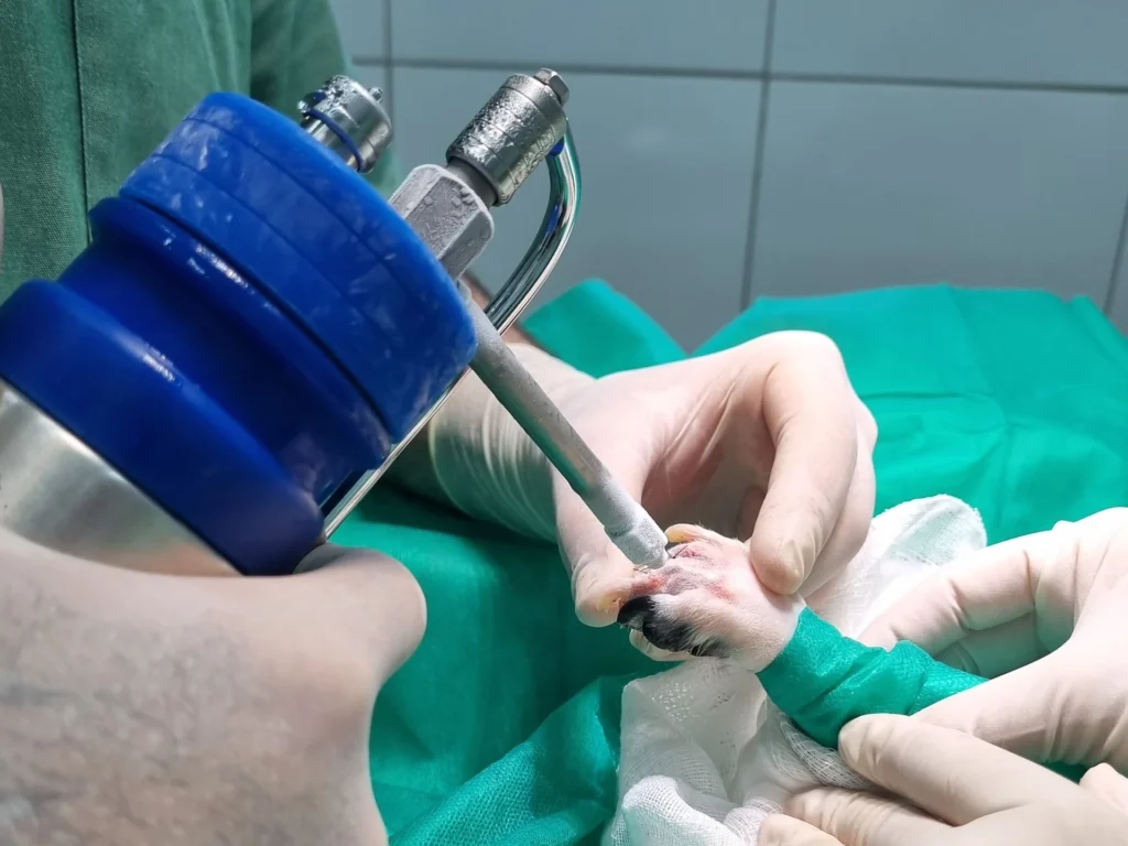 crioterapia gato pets house